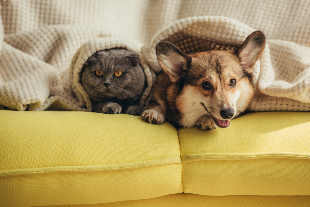 Minoxidil對貓狗寵物是否有危害? @董哥的家 iwanthair&#039;s blog