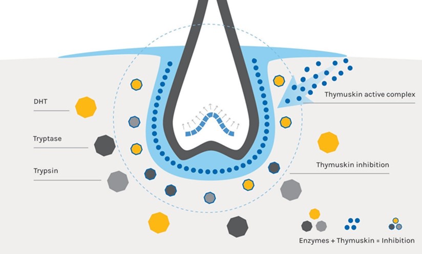 Why THYMUSKIN？ 我們為何推薦 THYMUSKIN？ @董哥的家 iwanthair's blog
