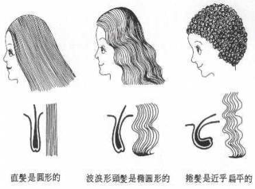 認識頭髮的構造 @董哥的家 iwanthair&#039;s blog