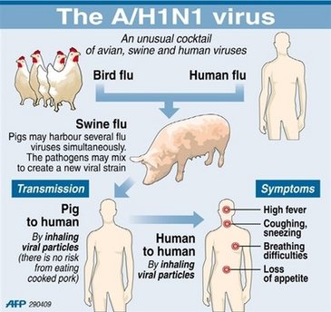 H1N1新型流感可能會導致圓禿 @董哥的家 iwanthair&#039;s blog