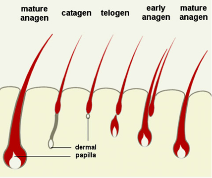 頭髮生長因子 Hair Growth Factors VEGF (上) @董哥的家 iwanthair&#039;s blog