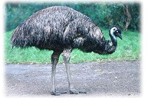 關於鴯鶓油Emu oil 與頭髮生長的相關研究 @董哥的家 iwanthair&#039;s blog